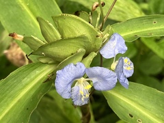 Commelina virginica