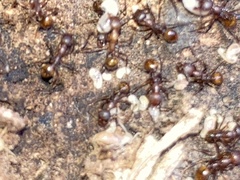 Aphaenogaster fulva