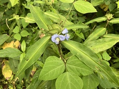 Commelina virginica