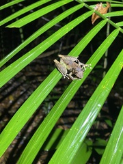 Scinax garbei
