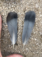 Columba livia domestica