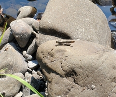 Oedipodinae