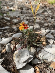 Erysimum capitatum