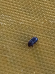 Coleoptera