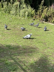 Columba livia domestica