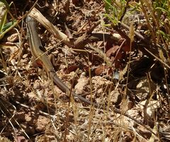 Psammodromus algirus