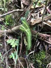 Selaginellaceae