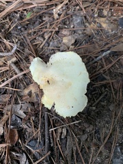 Leratiomyces percevalii