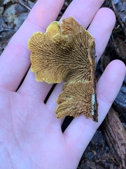 Pseudomerulius curtisii