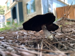 Leratiomyces percevalii