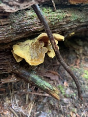 Pseudomerulius curtisii