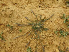 Sporobolus alopecuroides