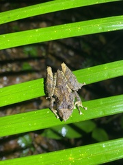Scinax garbei