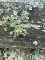 Usnea