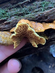 Pseudomerulius curtisii