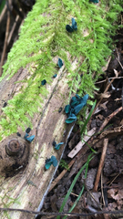Chlorociboria aeruginascens