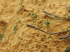 Sporobolus alopecuroides