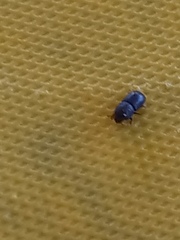 Coleoptera