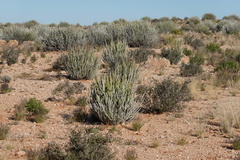 Euphorbia gregaria