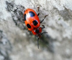 Endomychus coccineus