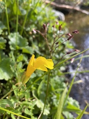 Erythranthe tilingii