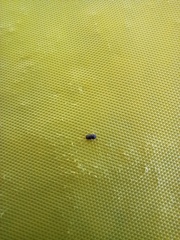 Coleoptera