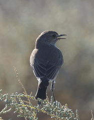 Emarginata tractrac