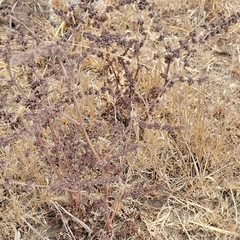 Rumex pulcher