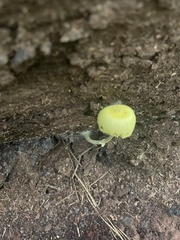 Leucocoprinus fragilissimus