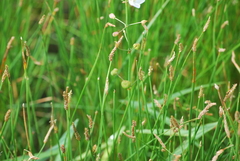 Eleocharis palustris