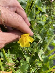 Erythranthe tilingii