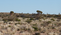 Aloidendron dichotomum