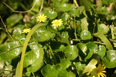 Ficaria verna ficariiformis