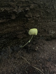 Leucocoprinus fragilissimus