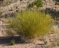 Monechma spartioides