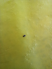 Coleoptera