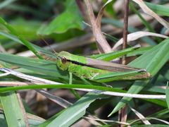 Mecostethus parapleurus