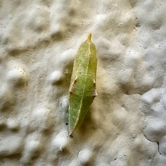 Papilionoidea