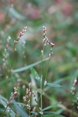 Persicaria minor