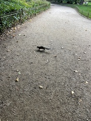 Sciurus carolinensis