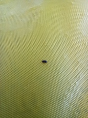 Coleoptera
