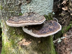 Fomitopsis mounceae