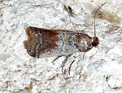 Chararica hystriculella