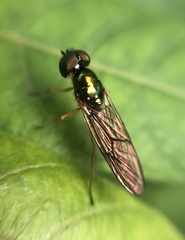 Sarginae