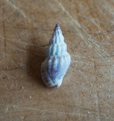 Cominella quoyana