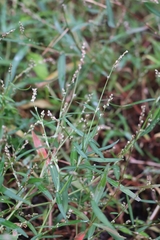 Persicaria minor