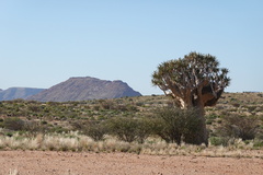 Aloidendron dichotomum