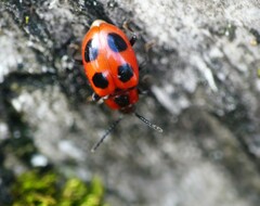 Endomychus coccineus