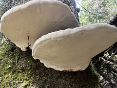 Fomitopsis mounceae