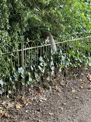 Sciurus carolinensis